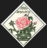  Rose 'Grace de Monaco'' 