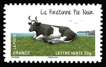  Les vaches de nos régions, races bovines rares <br>La bretonne pie noir