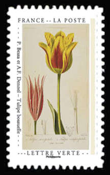  Carnet « Cabinet de curiosités » <br>P. Bessa et A.F. Dennel – Tulipe bossuelle