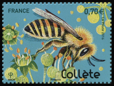  Les abeilles solitaires <br>Collète