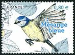  La mésange bleu - Les oiseaux de nos jardins 
