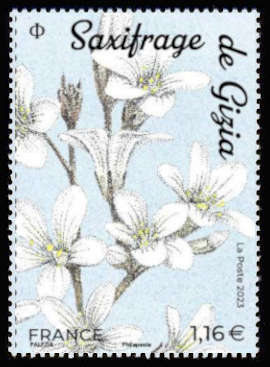  Fleurs des montagnes <br>Saxifrage de Gizia (Saxifraga giziana)