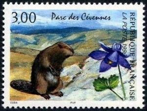  Nature de France, Parc des Cévennes, La marmotte et l'ancolie 