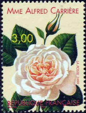  Mme Alfred Carrière <br>Congrès mondial des roses anciennes à Lyon