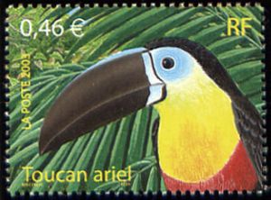 Oiseaux d´Outremer, le Toucan ariel 