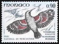  Oiseaux du parc national du Mercantour : Tichodroma muraria 
