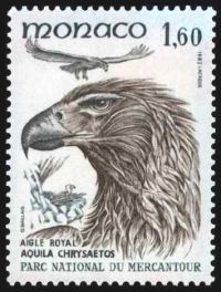  Oiseaux du parc national du Mercantour : Aquila chrysactos 