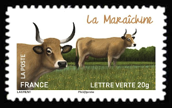  Les vaches de nos régions, races bovines rares <br>La Maraîchine