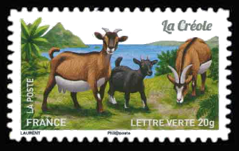  Chèvres, plus d'un million de chèvres <br>La Créole