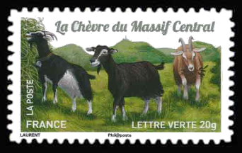  Chèvres, plus d'un million de chèvres <br>La chèvre du Massif Central