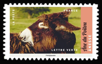  Salon de l'agriculture 2017 <br>Anesse - Ane du Poitou
