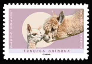  Tendres Animaux <br>Alpagas
