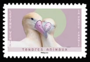  Tendres Animaux <br>Albatros à queue courte