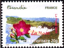  Flore des régions <br>Picardie - La rose