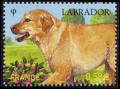  Les chiens - Labrador 