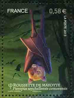  Les chauves-souris, La roussette de Mayotte 