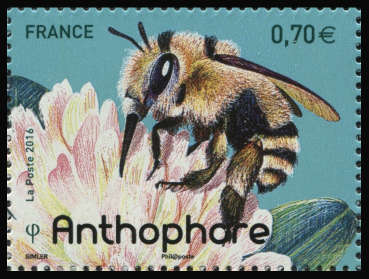  Les abeilles solitaires <br>Anthophore
