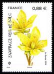 timbre N° 5322, Saxifrage œil-de-bouc - La flore en danger -