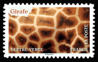  Photos en gros plan de plumes, de pelages ou d’écailles d’animaux <br>Pelage de la Girafe