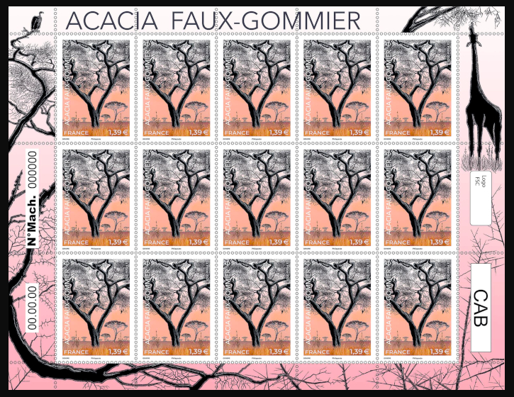  Acacia faux-gommier 