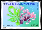 Flore sous-marine