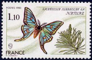  Papillon Graellsia Isabellae 