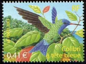  Oiseaux d´Outremer, le Colibri à tête bleue 