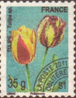  Fleur <br>Tulipe