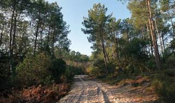 Forêt des Landes